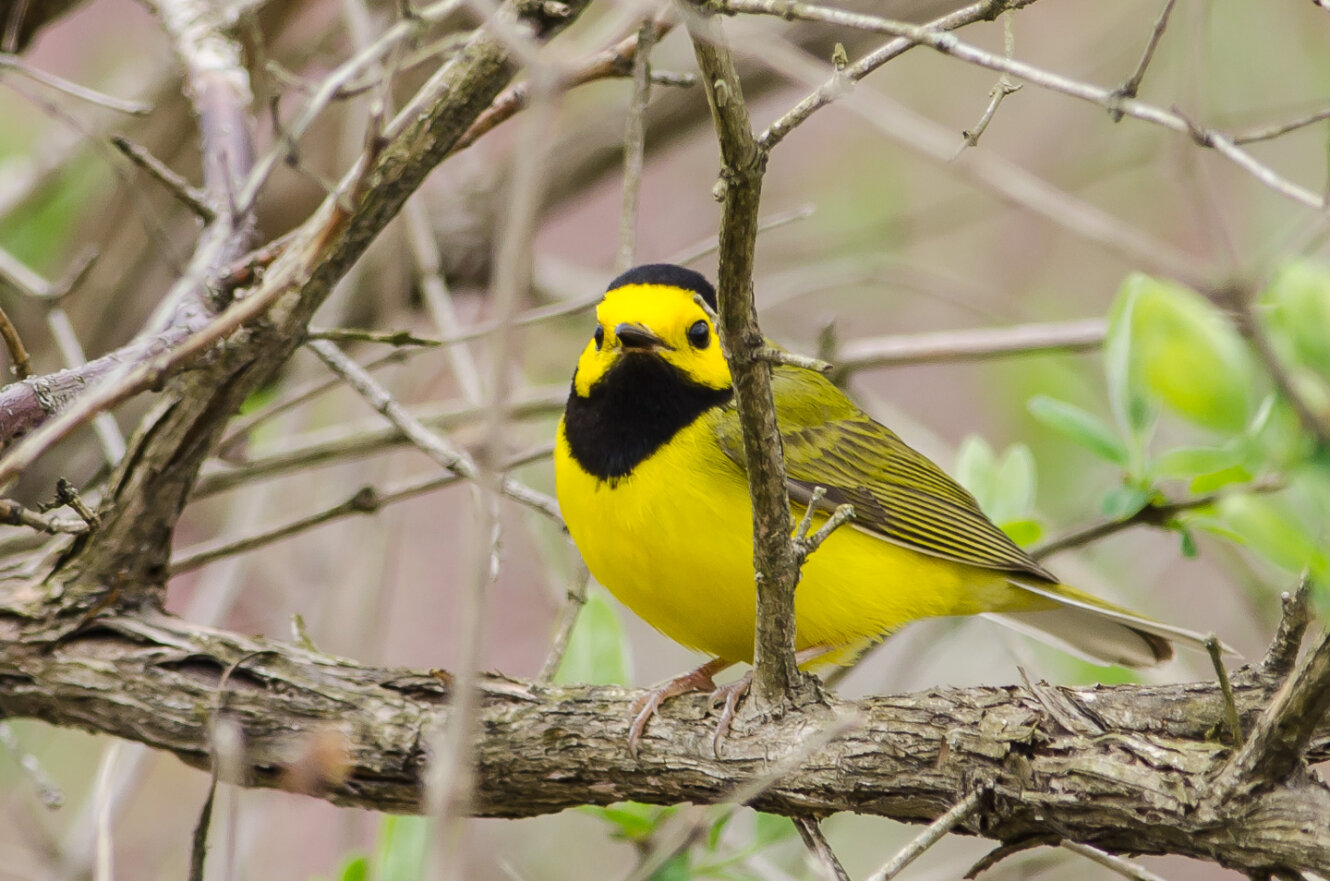Bring on Those Tropical Colors!